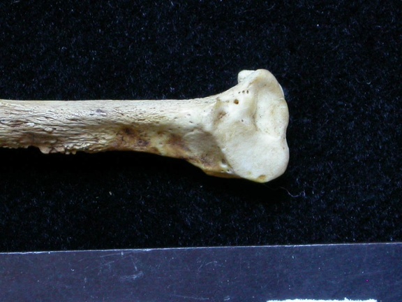 Fibula : partie distale (6651 visites) Meles meles - Adulte - Élément droitCollection : J.-P. Brugal (Id:C1) - Pays : Lot, France
Fibula : partie distale