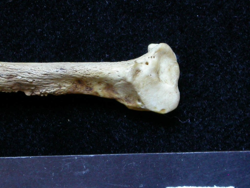 Fibula : partie distale (6555 visites) Meles meles - Adulte - Élément droitCollection : J.-P. Brugal (Id:C1) - Pays : Lot, France
Fibula : partie distale