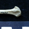 Fibula : partie distale (6471 visites) Meles meles - Adulte - Élément droitCollection : J.-P. Brugal (Id:C1) - Pays : Lot, France
Fibula : partie distale
