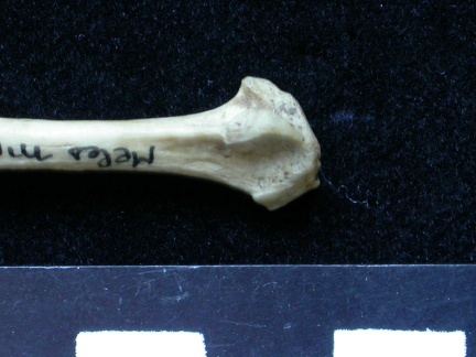 Fibula: distal part (6472 visits) Meles meles - Adult - Right elementCollection: J.-P. Brugal (Id:C1) - Country : Lot, France Fibula: distal part