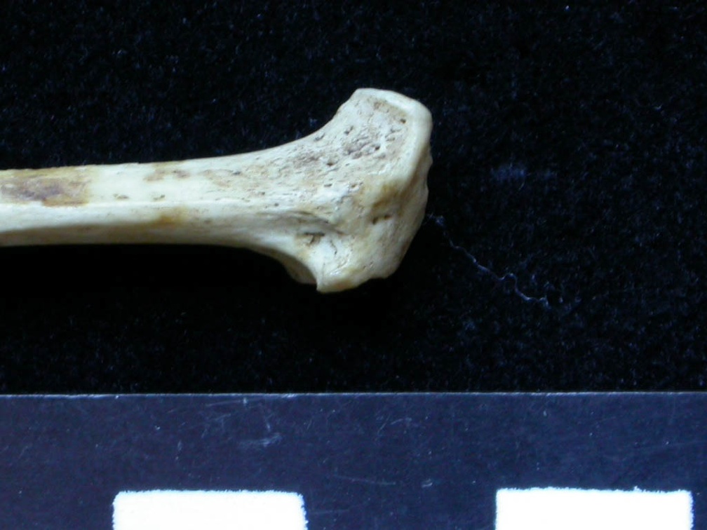 Fibula : partie proximale (6567 visites) Meles meles - Adulte - Élément droitCollection : J.-P. Brugal (Id:C1) - Pays : Lot, France
Fibula : partie proximale