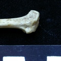 Fibula : partie proximale (6472 visites) Meles meles - Adulte - Élément droitCollection : J.-P. Brugal (Id:C1) - Pays : Lot, France
Fibula : partie proximale