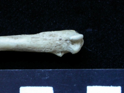 Fibula: proximale part (6419 visits) Meles meles - Adult - Right elementCollection: J.-P. Brugal (Id:C1) - Country : Lot, France Fibula: proximale part
