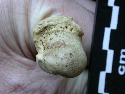 Humerus: proximal end (5736 visits) Meles meles - Adult - Right elementCollection: J.-P. Brugal (Id:C1) - Country : Lot, France Humerus: proximal end