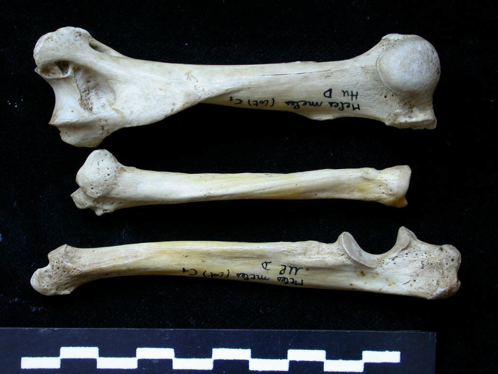 Húmero, radio y ulna (10954 visitas) Meles meles - Adulto - Elementos derechosColección : J.-P. Brugal (Id:C1) - País : Lot, Francia Húmero, radio y ulna