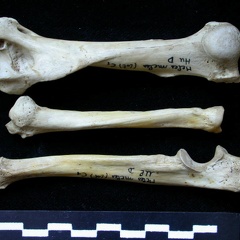 Humérus, radius et ulna (10926 visites) Meles meles - Adulte - Éléments droitsCollection : J.-P. Brugal (Id:C1) - Pays : Lot, France
Humérus, radius et ulna