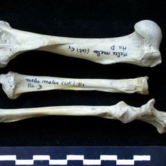 Humérus, radius et ulna (10985 visites) Meles meles - Adulte - Éléments droitsCollection : J.-P. Brugal (Id:C1) - Pays : Lot, France
Humérus, radius et ulna