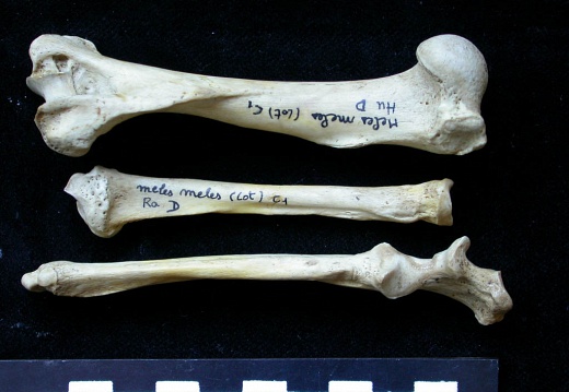 Humérus, radius et ulna (10908 visites) Meles meles - Adulte - Éléments droitsCollection : J.-P. Brugal (Id:C1) - Pays : Lot, France
Humérus, radius et ulna