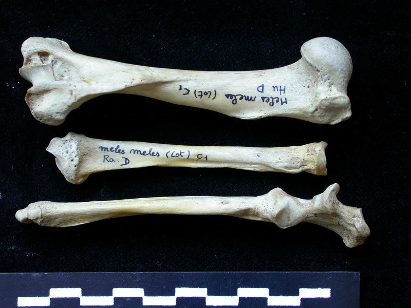 Humérus, radius et ulna (10948 visites) Meles meles - Adulte - Éléments droitsCollection : J.-P. Brugal (Id:C1) - Pays : Lot, France
Humérus, radius et ulna