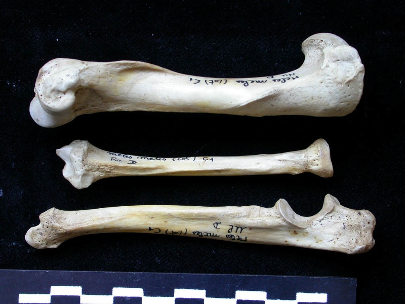 Humérus, radius et ulna (10633 visites) Meles meles - Adulte - Éléments droitsCollection : J.-P. Brugal (Id:C1) - Pays : Lot, France
Humérus, radius et ulna