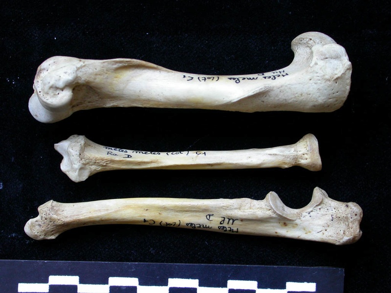 Humérus, radius et ulna