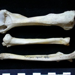 Humérus, radius et ulna (10502 visites) Meles meles - Adulte - Éléments droitsCollection : J.-P. Brugal (Id:C1) - Pays : Lot, France
Humérus, radius et ulna