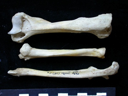 Humérus, radius et ulna