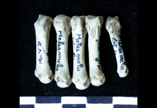 Metacarpals