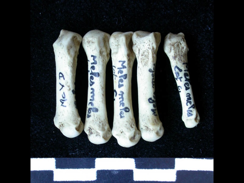 Metacarpals