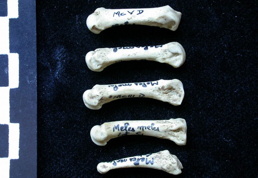 Metacarpals