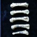 Métacarpiens