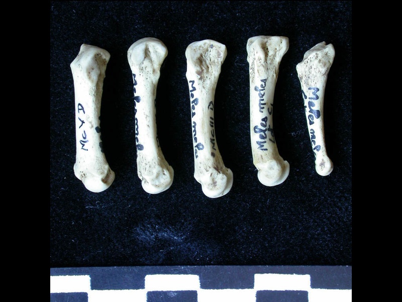 Metacarpals