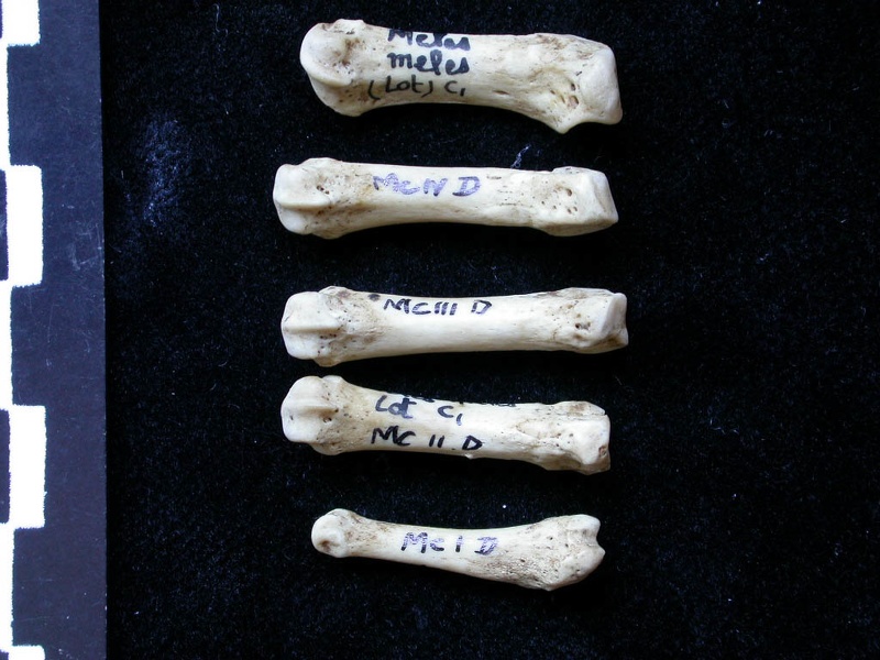 Metacarpals