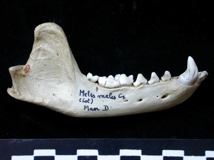 Mandibule (7372 visites) Meles meles - Adulte - Élément droitCollection : J.-P. Brugal (Id:C1) - Pays : Lot, France
Mandibule