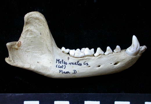 Mandible