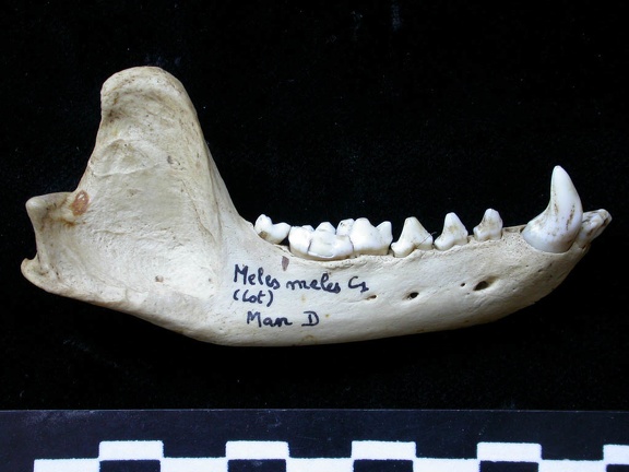 Mandibule (7467 visites) Meles meles - Adulte - Élément droitCollection : J.-P. Brugal (Id:C1) - Pays : Lot, France
Mandibule