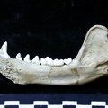 Mandibule (7158 visites) Meles meles - Adulte - Élément droitCollection : J.-P. Brugal (Id:C1) - Pays : Lot, France
Mandibule