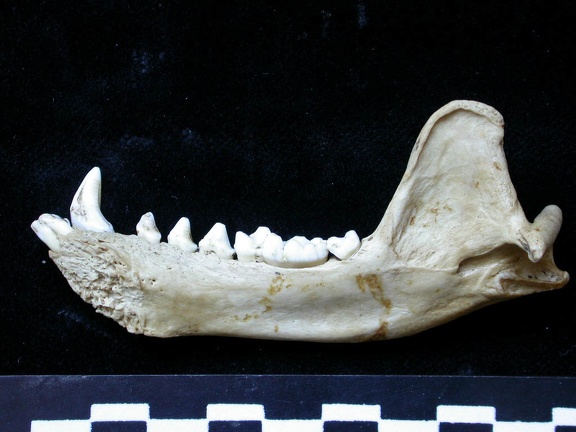 Mandibule (7254 visites) Meles meles - Adulte - Élément droitCollection : J.-P. Brugal (Id:C1) - Pays : Lot, France
Mandibule