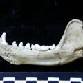 Mandibule