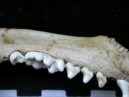 Dentition inférieure (6780 visites) Meles meles - Adulte - Élément droitCollection : J.-P. Brugal (Id:C1) - Pays : Lot, France
Dentition inférieure