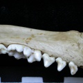 Dentition inférieure