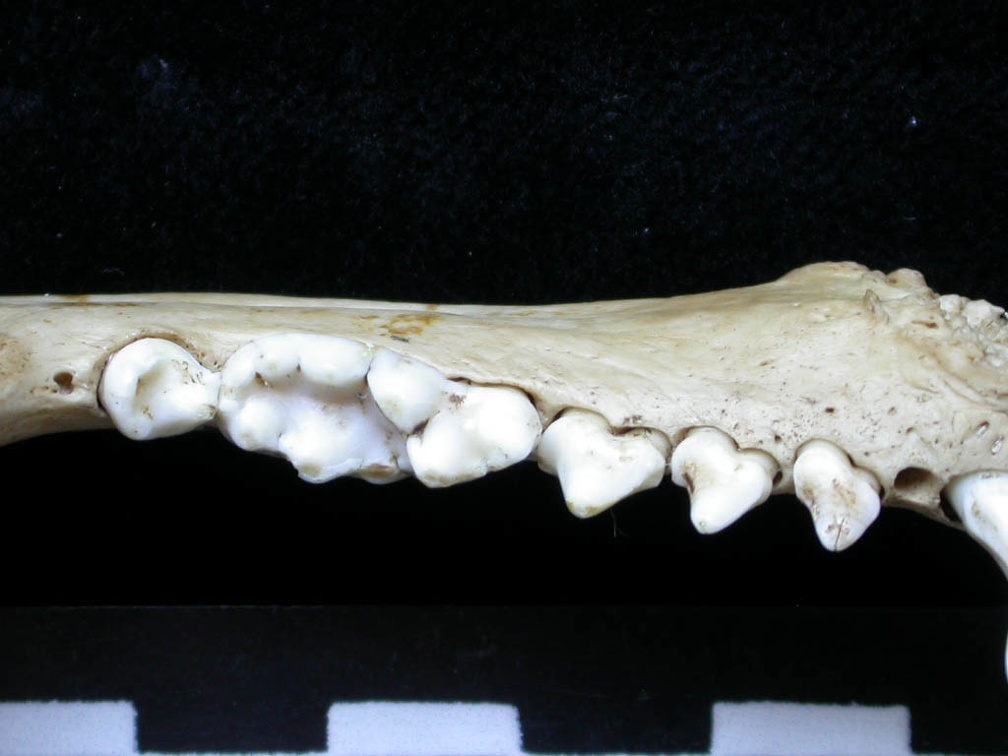 Dentición inferior (6734 visitas) Meles meles - Adulto - Elemento derechoColección : J.-P. Brugal (Id:C1) - País : Lot, Francia Dentición inferior