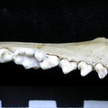 Dentition inférieure (6735 visites) Meles meles - Adulte - Élément droitCollection : J.-P. Brugal (Id:C1) - Pays : Lot, France
Dentition inférieure