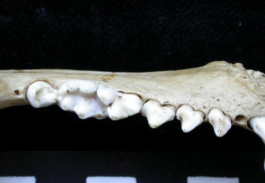 Dentición inferior