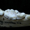 Dentition inférieure (6853 visites) Meles meles - Adulte - Élément droitCollection : J.-P. Brugal (Id:C1) - Pays : Lot, France
Dentition inférieure