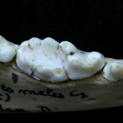 Dentition inférieure (6862 visites) Meles meles - Adulte - Élément droitCollection : J.-P. Brugal (Id:C1) - Pays : Lot, France
Dentition inférieure