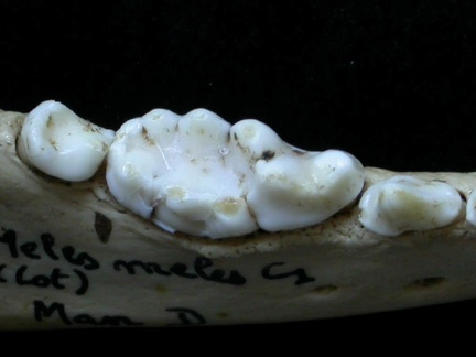 Dentition inférieure (6855 visites) Meles meles - Adulte - Élément droitCollection : J.-P. Brugal (Id:C1) - Pays : Lot, France
Dentition inférieure