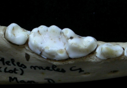 Lower teeth