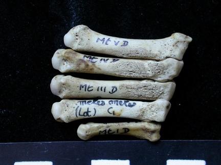 Métatarsiens (7999 visites) Meles meles - Adulte - Éléments droitsCollection : J.-P. Brugal (Id:C1) - Pays : Lot, France
Métatarsiens