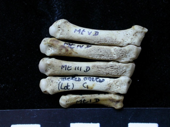 Métatarsiens (8109 visites) Meles meles - Adulte - Éléments droitsCollection : J.-P. Brugal (Id:C1) - Pays : Lot, France
Métatarsiens