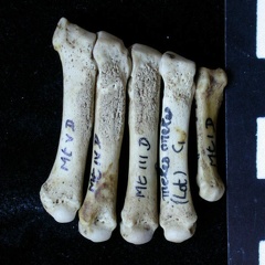 Métatarsiens (8081 visites) Meles meles - Adulte - Éléments droitsCollection : J.-P. Brugal (Id:C1) - Pays : Lot, France
Métatarsiens