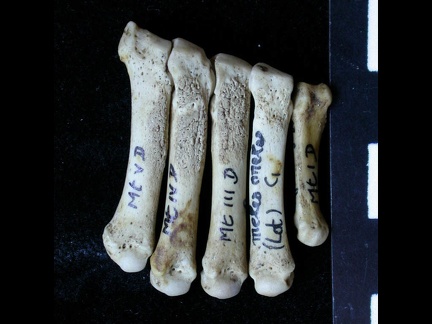Métatarsiens (7967 visites) Meles meles - Adulte - Éléments droitsCollection : J.-P. Brugal (Id:C1) - Pays : Lot, France
Métatarsiens
