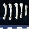 Métatarsiens (7856 visites) Meles meles - Adulte - Éléments droitsCollection : J.-P. Brugal (Id:C1) - Pays : Lot, France
Métatarsiens