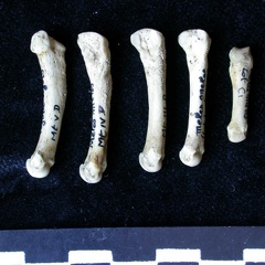 Métatarsiens (7995 visites) Meles meles - Adulte - Éléments droitsCollection : J.-P. Brugal (Id:C1) - Pays : Lot, France
Métatarsiens