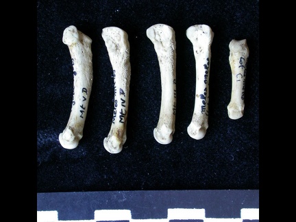 Métatarsiens (7879 visites) Meles meles - Adulte - Éléments droitsCollection : J.-P. Brugal (Id:C1) - Pays : Lot, France
Métatarsiens