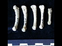 Métatarsiens