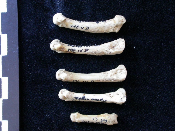 Métatarsiens (8079 visites) Meles meles - Adulte - Éléments droitsCollection : J.-P. Brugal (Id:C1) - Pays : Lot, France
Métatarsiens