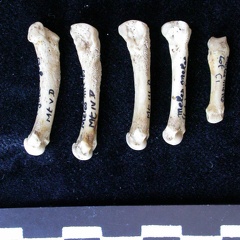 Métatarsiens (7937 visites) Meles meles - Adulte - Éléments droitsCollection : J.-P. Brugal (Id:C1) - Pays : Lot, France
Métatarsiens