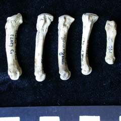Métatarsiens (7973 visites) Meles meles - Adulte - Éléments droitsCollection : J.-P. Brugal (Id:C1) - Pays : Lot, France
Métatarsiens