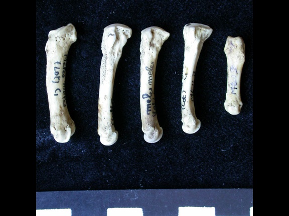 Métatarsiens (7955 visites) Meles meles - Adulte - Éléments droitsCollection : J.-P. Brugal (Id:C1) - Pays : Lot, France
Métatarsiens